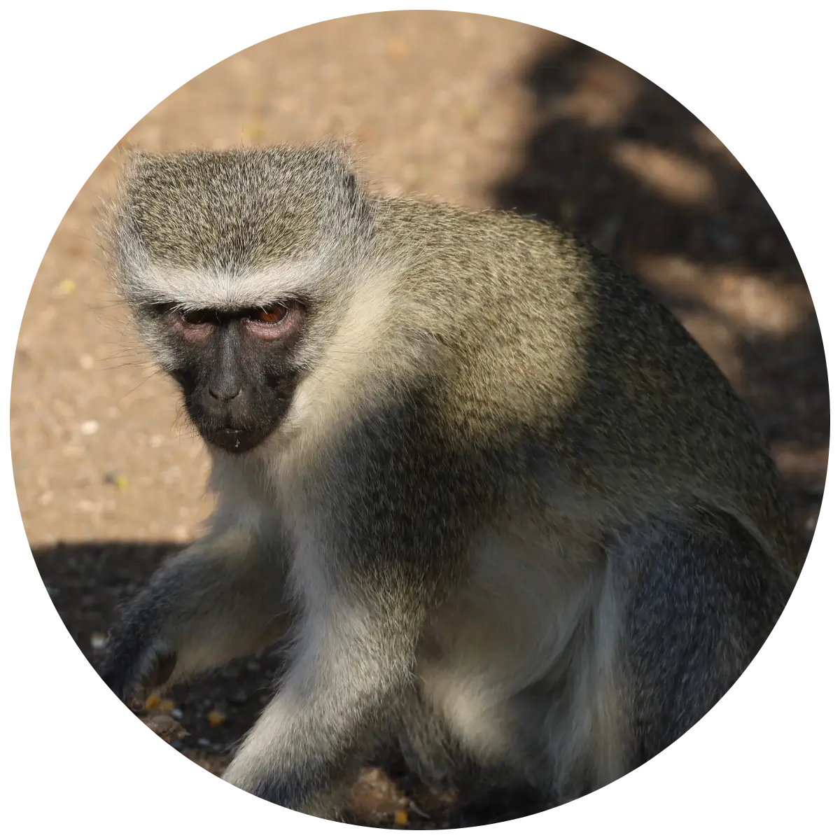 Helping Hands for Wildlife Südafrika Vervet Monkey Joanna