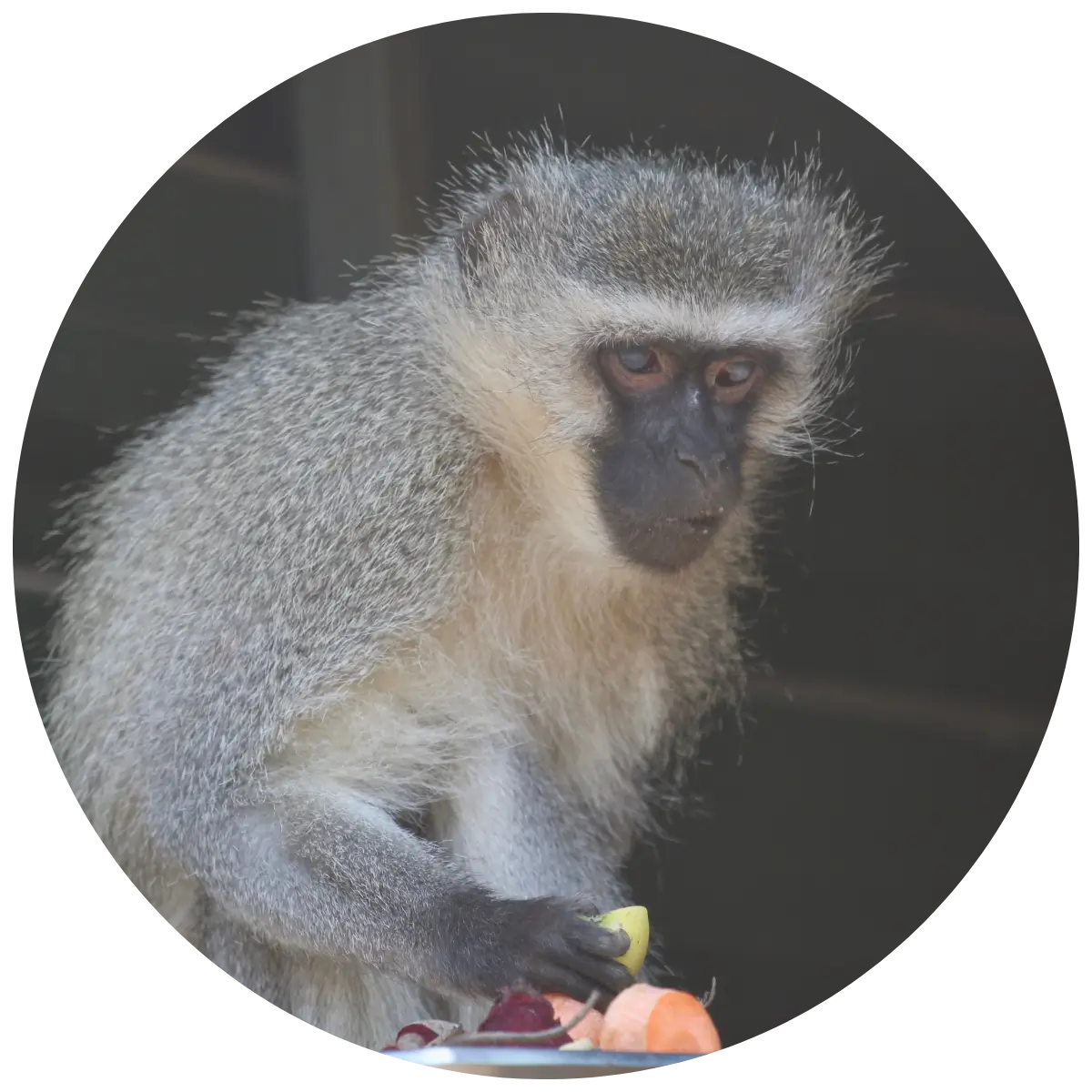 Helping Hands for Wildlife Südafrika Vervet Monkeys Stevie