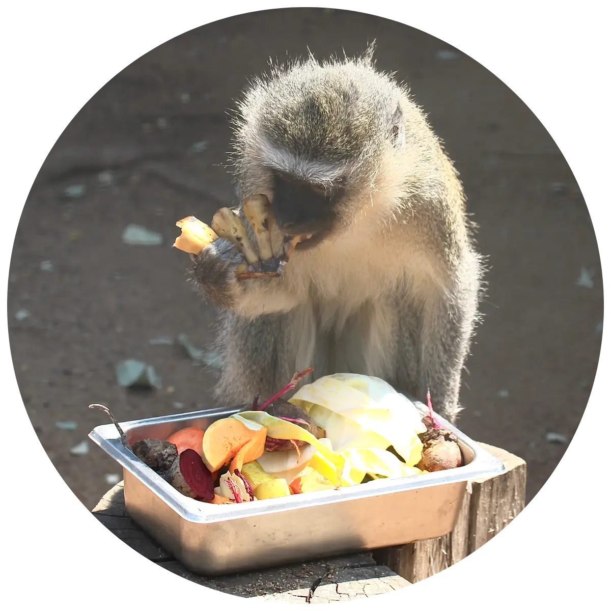 Helping Hands for Wildlife Südafrika Vervet Monkeys Vaalie