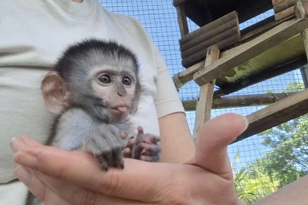 Helping Hands for Wildlife Südafrika Vervet Monkeys Volunteering Zeit mit Babys