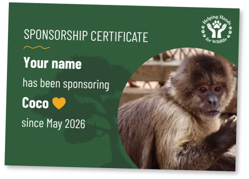helping-hands-for-wildlife-patenschaftsurkunde-coco-en