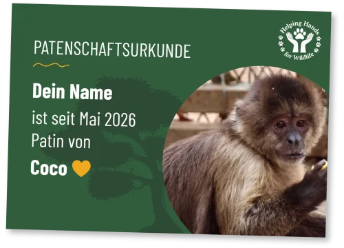 Helping Hands for Wildlife Südafrika Patenschaftsurkunde Coco