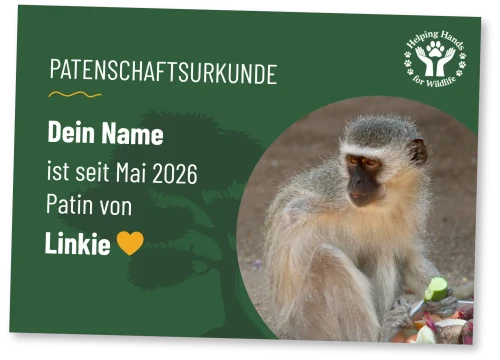 Helping Hands for Wildlife Südafrika Patenschaftsurkunde Linkie