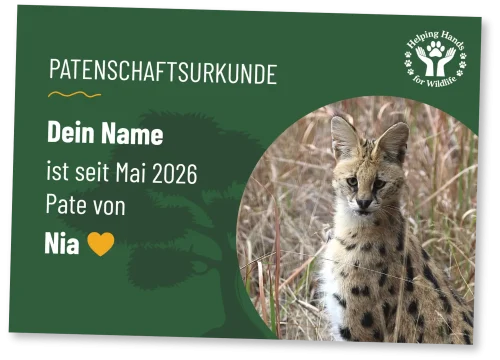 Helping Hands for Wildlife Südafrika Patenschaftsurkunde Nia