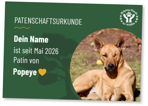 Helping Hands for Wildlife Südafrika Patenschaftsurkunde Popeye