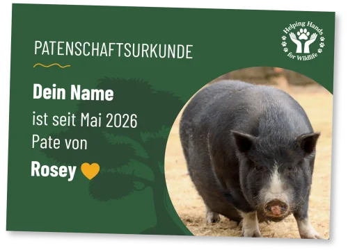 Helping Hands for Wildlife Südafrika Patenschaftsurkunde Rosey