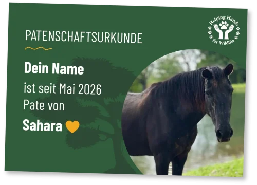 Helping Hands for Wildlife Südafrika Patenschaftsurkunde Sahara
